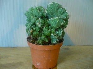 Trichocereus Pachanoi