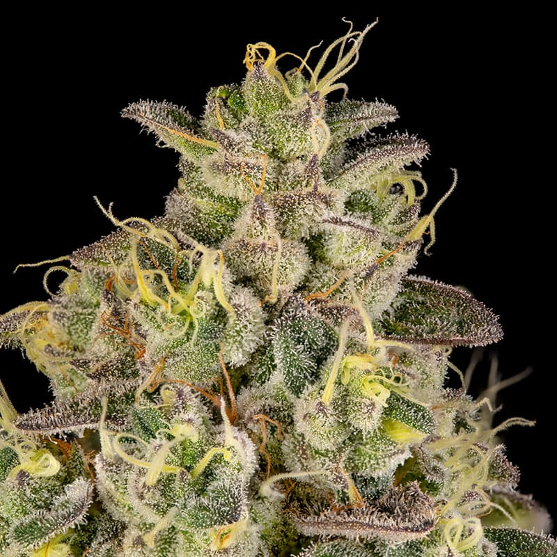 Peach Cake by Cookies - Le jardin de poche - Tout pour l'autoproduction-Growshop Rennes