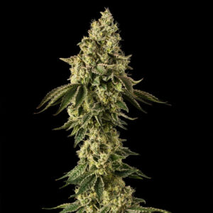 Peach Cake by Cookies-Le jardin de Poche-Tout pour l'autoproduction-Growshop Rennes
