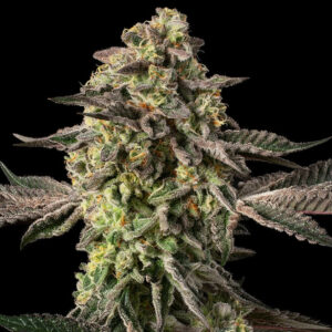 Sugar Rock by Cookies-Le jardin de Poche-Tout pour l'autoproduction-Growshop Rennes