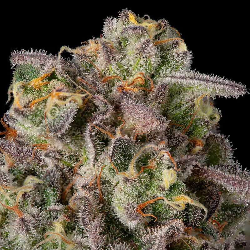 Sugar Rock by Cookies-Le jardin de Poche-Tout pour l'autoproduction-Growshop Rennes