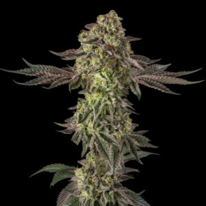 Sugar Rock by Cookies-Le jardin de Poche-Tout pour l'autoproduction-Growshop Rennes