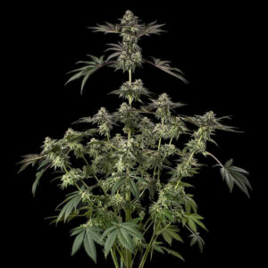 Sugar Rock by Cookies-Le jardin de Poche-Tout pour l'autoproduction-Growshop Rennes
