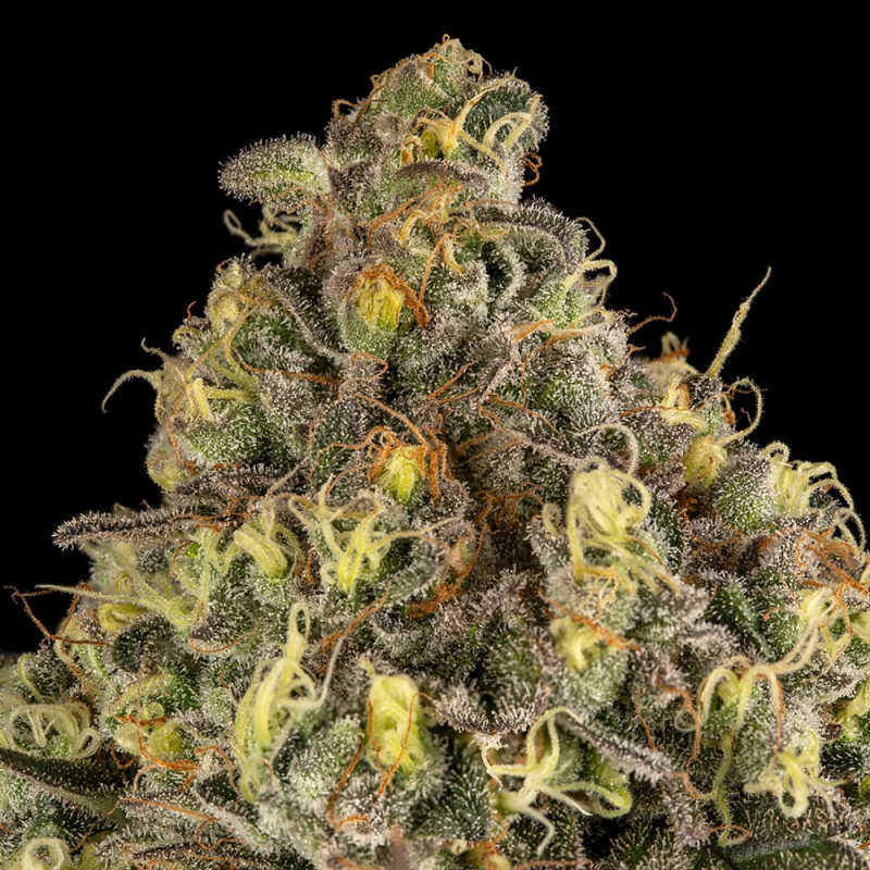 B-52 Le jardin de poche - Tout pour l'autoproduction - Growshop Rennes