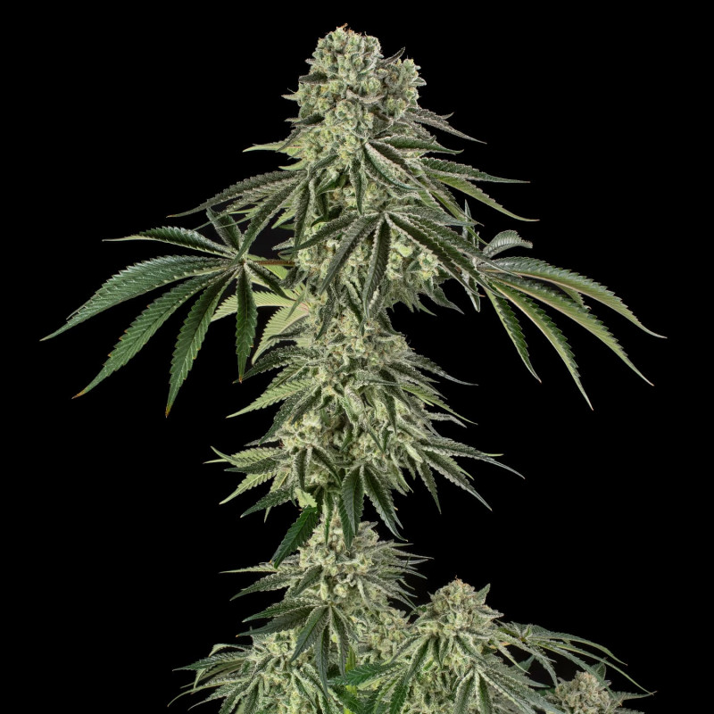 Jamaican Mountain by Julian Marley-Le jardin de poche- Tout pour l'autoproduction- Growshop rennes