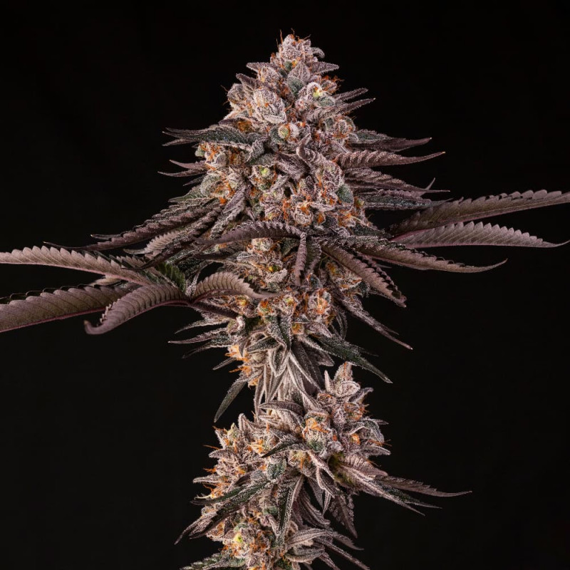 Jamaican Sunset- Le jardin de poche- Tout pour l'autoproduction- Growshop Rennes