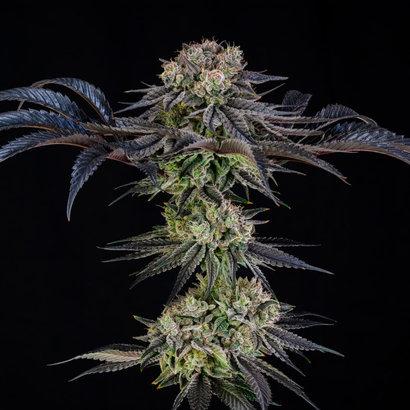 Julian Marley Special by Julian Marley-Le jardin de poche-Tout pour l'autoproduction-Growshop Rennes