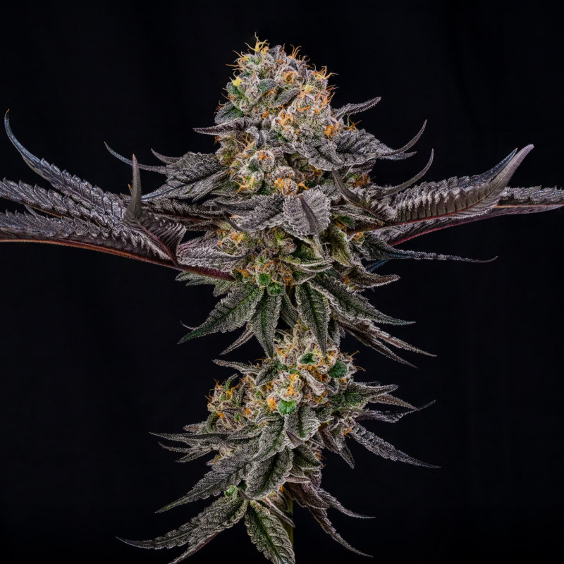 King of Kings-Le jardin de poche-Tout pour l'autoproduction-Growshop Rennes