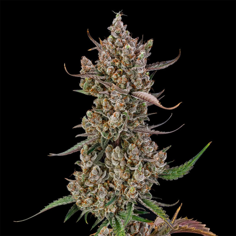 Rainbow Breath Auto- Le jardin de poche - Tout pour l'autoproduction - Growshop Rennes